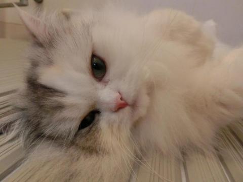 CIMG3025_convert_20121021153017.jpg