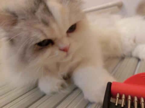 CIMG3026_convert_20121021153059.jpg