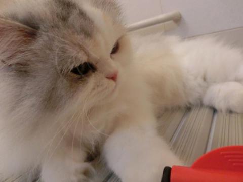 CIMG3027_convert_20121021153151.jpg