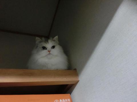 CIMG3060_convert_20121026120925.jpg