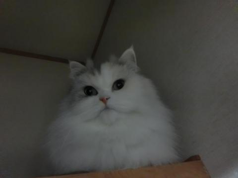 CIMG3061_convert_20121026121003.jpg