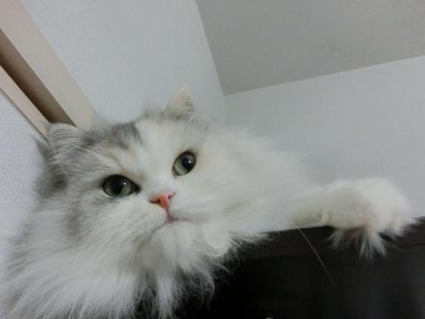 CIMG3063_convert_20121110121752.jpg