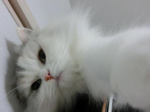 CIMG3064_convert_20121110121842.jpg