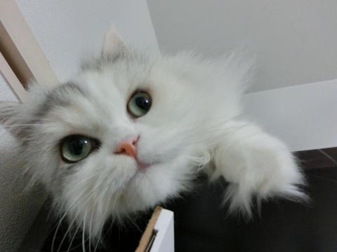 CIMG3065_convert_20121110122137.jpg