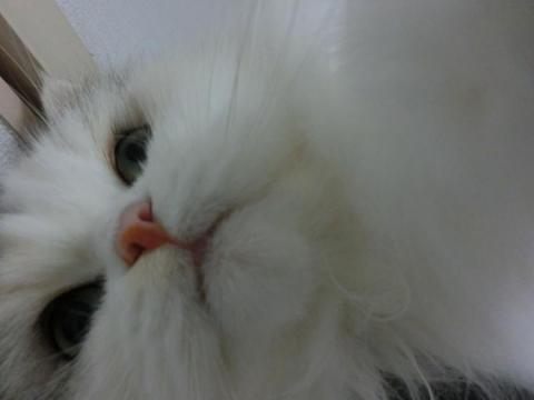 CIMG3066_convert_20121110122215.jpg