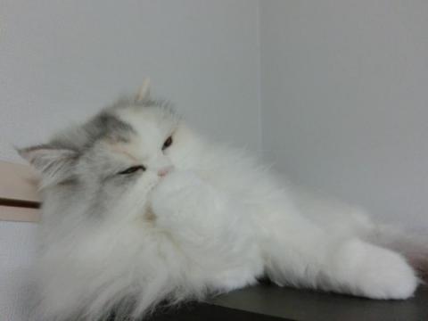 CIMG3067_convert_20121110122253.jpg