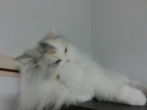 CIMG3068_convert_20121110122327.jpg