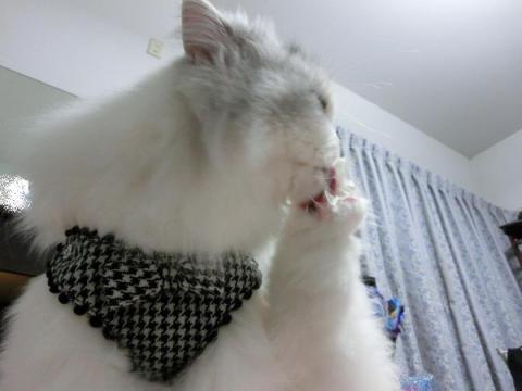 CIMG3074_convert_20121028094828.jpg