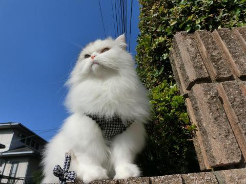 CIMG3091_convert_20121030110327.jpg