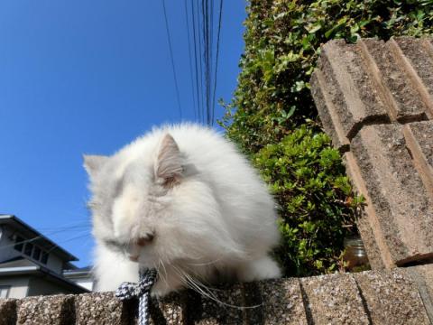 CIMG3092_convert_20121030110416.jpg