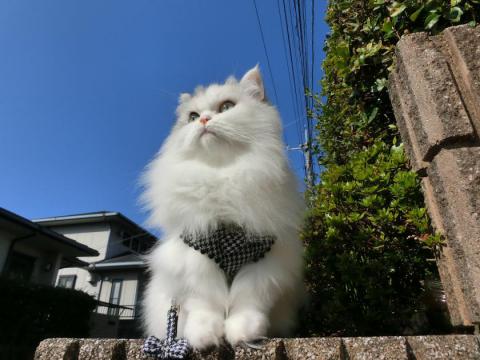 CIMG3093_convert_20121030110459.jpg