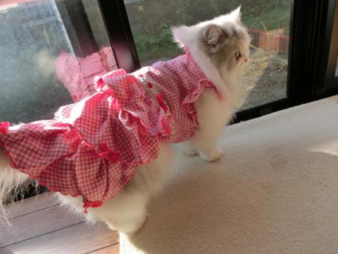 CIMG3098_convert_20121031102655.jpg