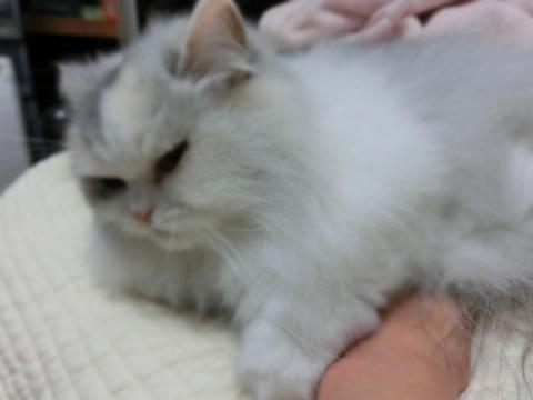 CIMG3108_convert_20121031103043.jpg