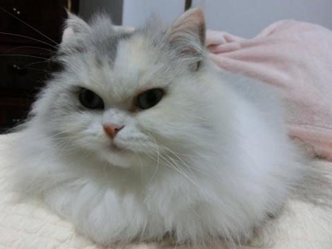 CIMG3110_convert_20121031103156.jpg