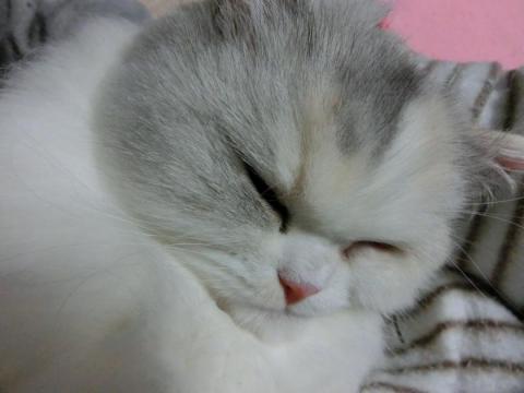 CIMG3112_convert_20121101141953.jpg