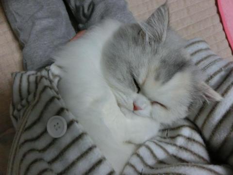 CIMG3113_convert_20121101142029.jpg
