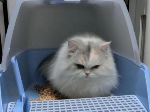 CIMG3114_convert_20121111182417.jpg