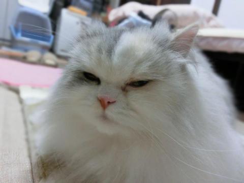 CIMG3119_convert_20121106110003.jpg