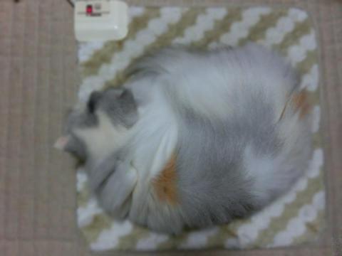 CIMG3122_convert_20121106110223.jpg
