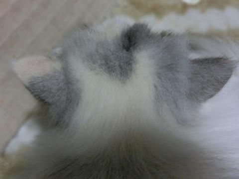 CIMG3123_convert_20121106110313.jpg
