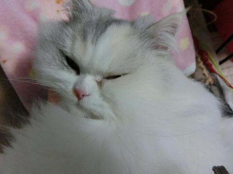 CIMG3140_convert_20121110122858.jpg