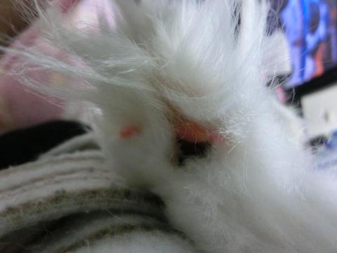 CIMG3141_convert_20121110122944.jpg