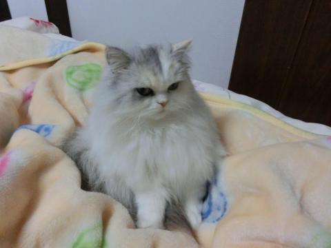 CIMG3158_convert_20121113125745.jpg