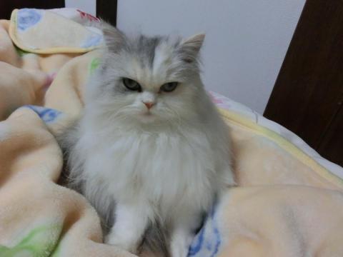 CIMG3159_convert_20121113125823.jpg