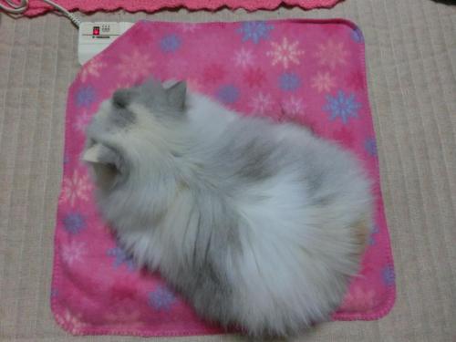 CIMG3229_convert_20121122124652.jpg