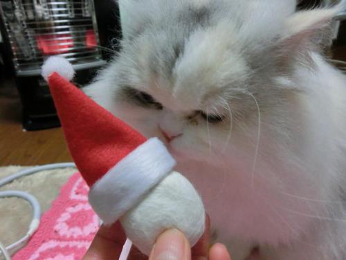 CIMG3348_convert_20121223174355.jpg