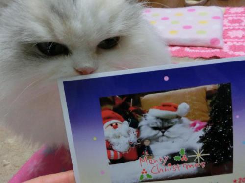 CIMG3380_convert_20121222110637.jpg