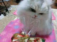 CIMG3384_convert_20121220111628.jpg
