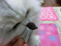 CIMG3397_convert_20121220112023.jpg