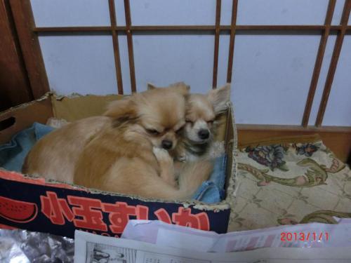 CIMG3511_convert_20130106103056.jpg