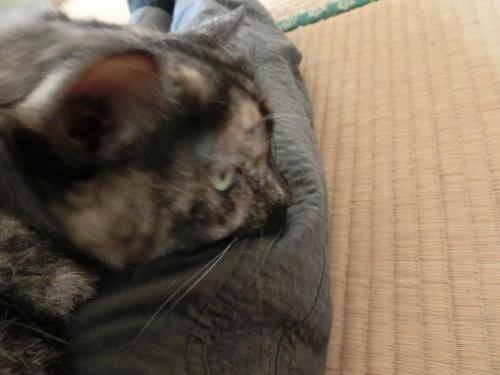 CIMG3522_convert_20130106103553.jpg