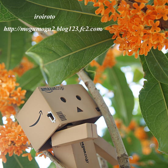 12danbo024.jpg