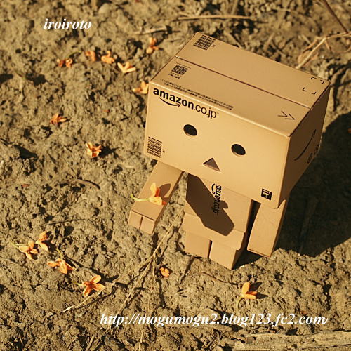 12danbo025.jpg