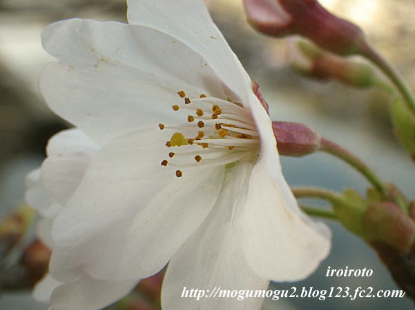 12sakura00.jpg