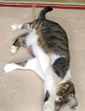 じゃれるさくら