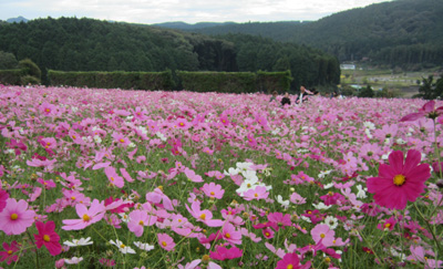 雲仙みかどホテルだめだ こりゃ あちゃらこちゃら