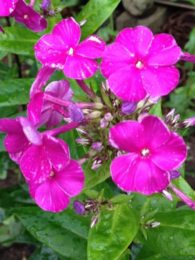 IMG_2746花魁草
