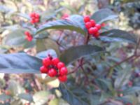 DSC_0477.jpg