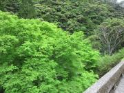 IMG_4630.jpg