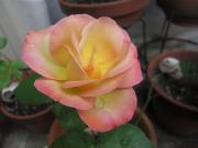 IMG_4776.jpg