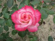 IMG_4780.jpg