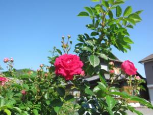 IMG_4852-1.jpg