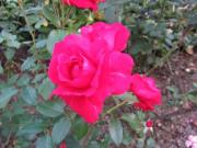 IMG_5194-1.jpg