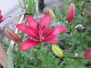 IMG_5293-1.jpg