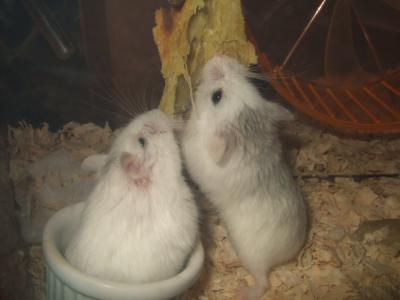 アギ&ベル(左)2012