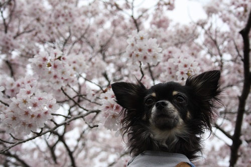130331_07.jpg